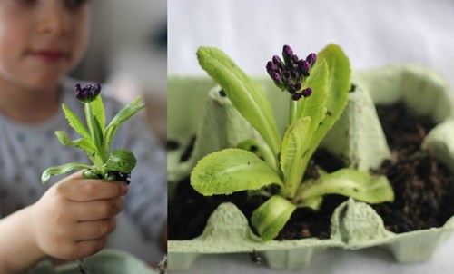 Tuto enfant : Mon jardin dans une boîte d’œufs