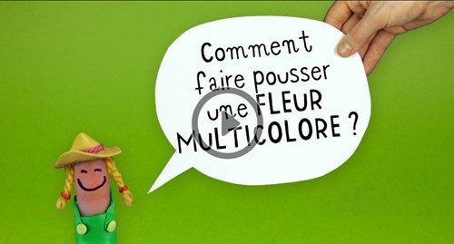 Trucastuces : Comment faire pousser une fleur multicolore ? Trucastuces : Comment faire pousser une fleur multicolore ?