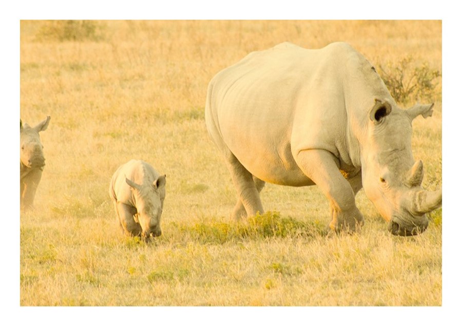 Hunter, 10 ans, milite pour les rhinocéros 