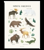 Affiche seule animaux Amérqiue du nord Living earth 30x40 cm, Lilipinso