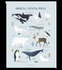 Affiche seule animaux pôle nord et sud Living earth 30x40 cm, Lilipinso