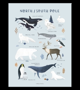 Affiche seule animaux pôle nord et sud Living earth 30x40 cm, Lilipinso 1